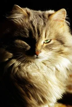 Cat Foto stock