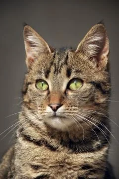 Cat Stock Photos