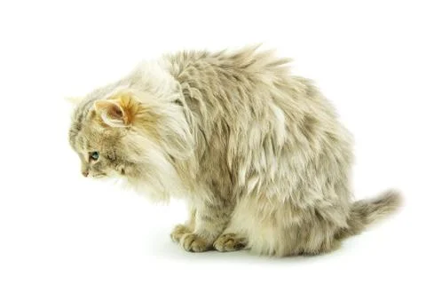 Cat Stock Photos