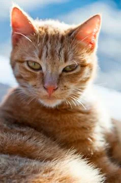 Cat Stock Photos