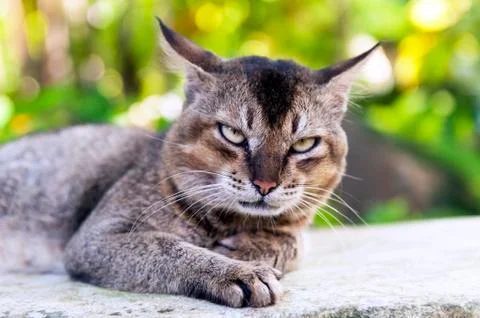 Cat Foto stock