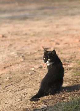 Cat Stock Photos