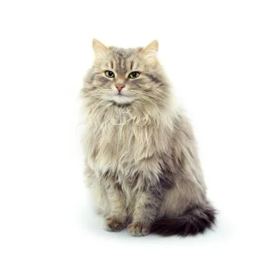 Cat Foto stock