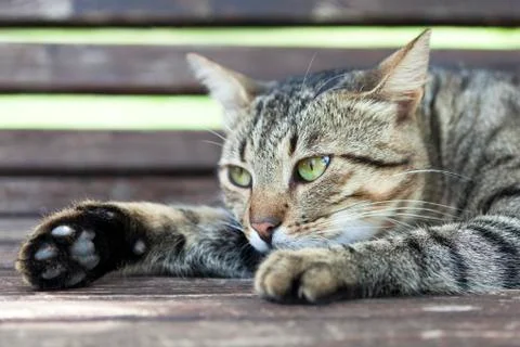 Cat Stock Photos