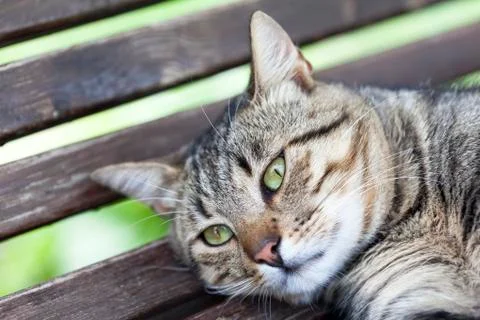 Cat Stock Photos