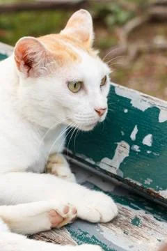 Cat Foto stock