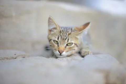 Cat Fotos Stock