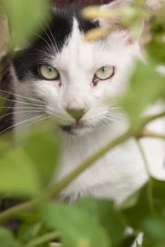 Cat Stock Photos