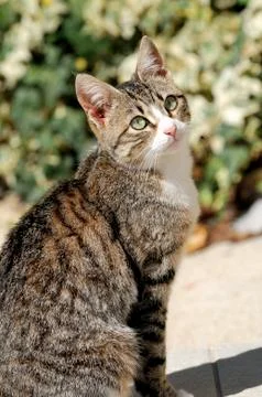 The cat Foto stock