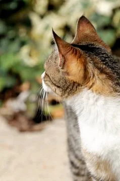 The cat Stock Photos