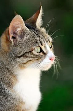 The cat Stock Photos