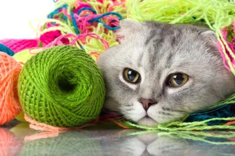 Cat Stock Photos