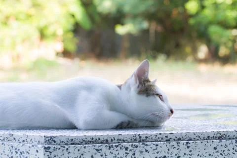 Cat Foto stock