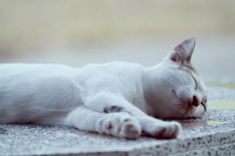 Cat Stock Photos