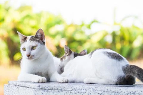 Cat Stock Photos