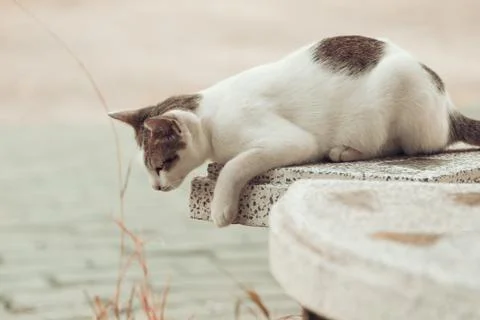Cat Foto stock