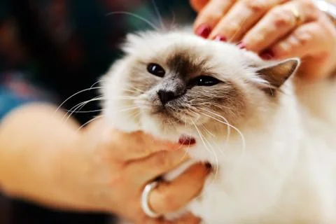 Cat Stock Photos