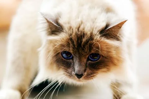 Cat Stock Photos