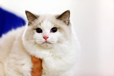 Cat Stock Photos