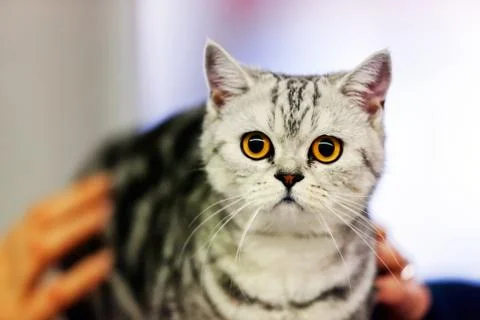 Cat Stock Photos