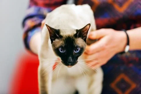 Cat Stock Photos