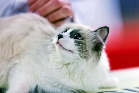 Cat Stock Photos
