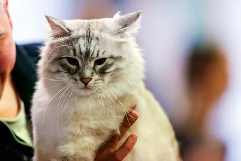 Cat Foto stock