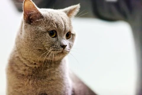 Cat Stock Photos