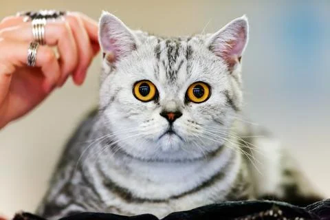Cat Stock Photos