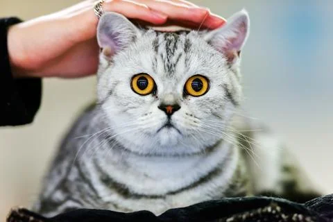 Cat Stock Photos