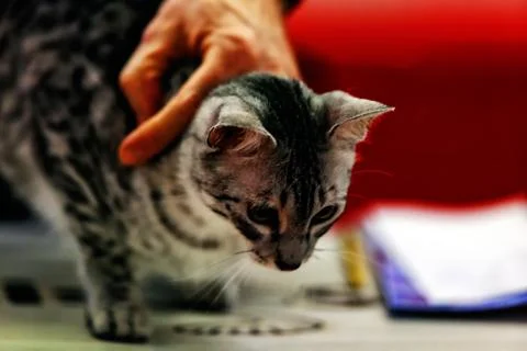 Cat Stock Photos