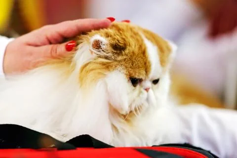 Cat Stock Photos