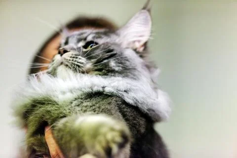 Cat Stock Photos