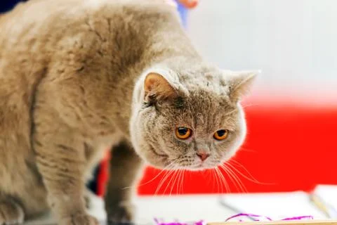 Cat Stock Photos
