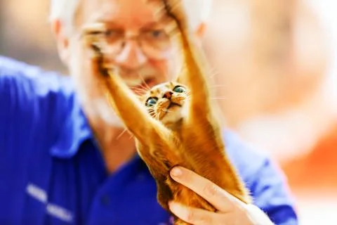 Cat Stock Photos