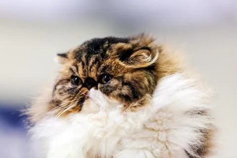 Cat Stock Photos