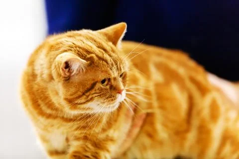 Cat Stock Photos