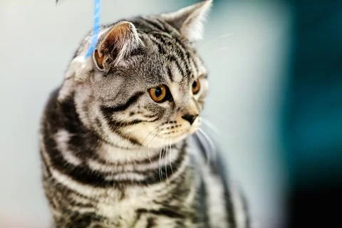 Cat Stock Photos