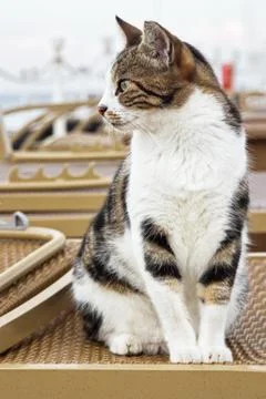 Cat Stock Photos