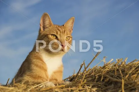 Cat Stock Photos