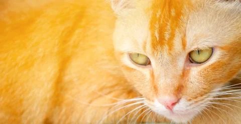 Cat Stock Photos