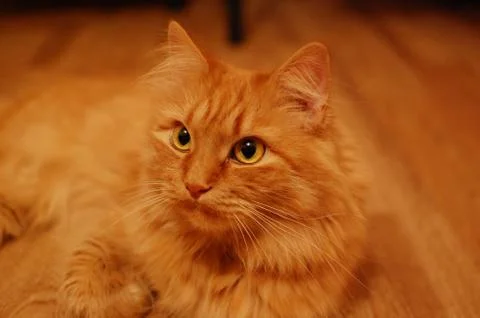 Cat Stock Photos