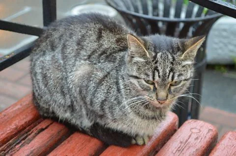 Cat Stock Photos
