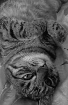 The cat Stock Photos