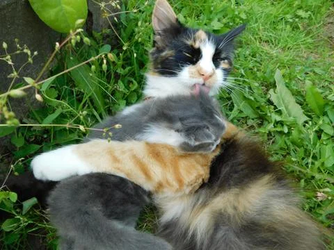 The cat Stock Photos