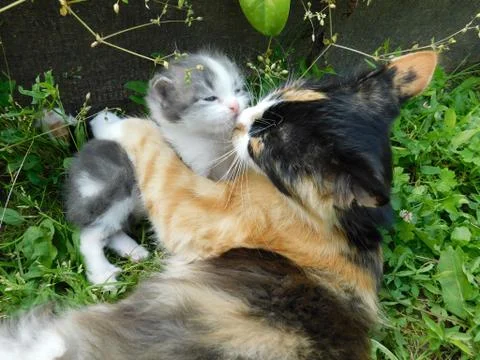 The cat Stock Photos