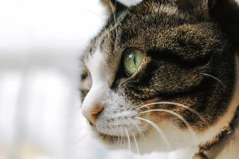 Cat Stock Photos