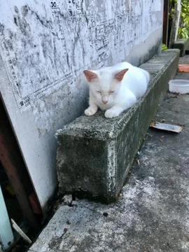 Cat Stock Photos