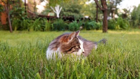 Cat. Stock Photos
