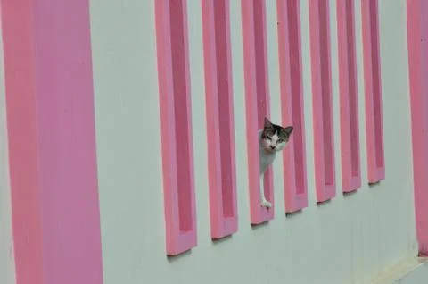 A cat Photos